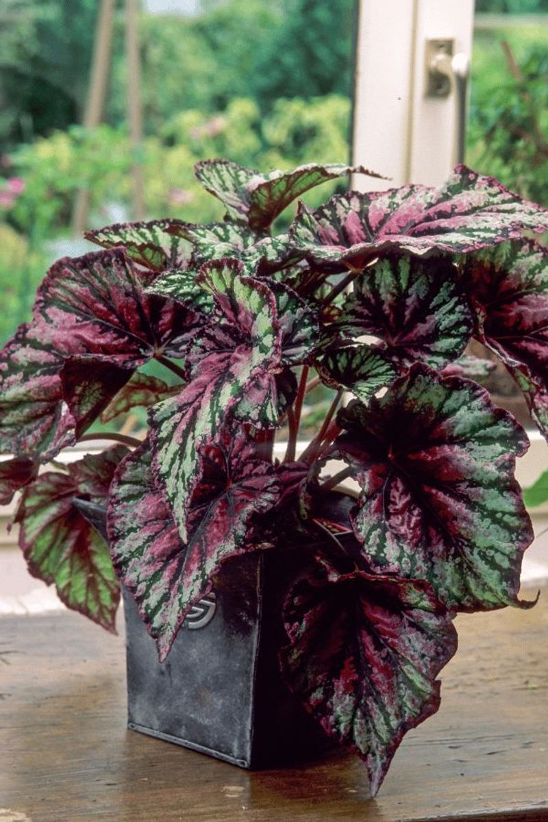 Begonia