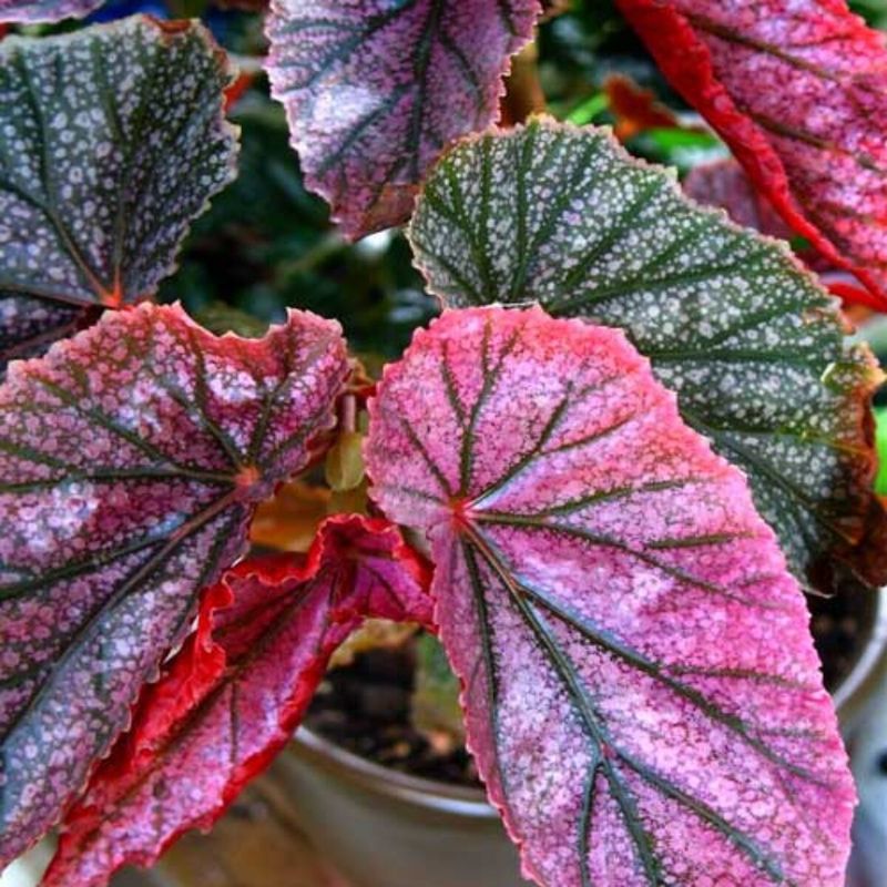 Begonia