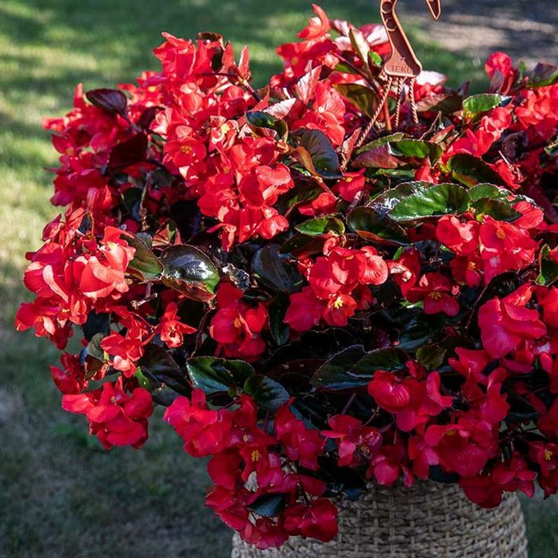 Begonia
