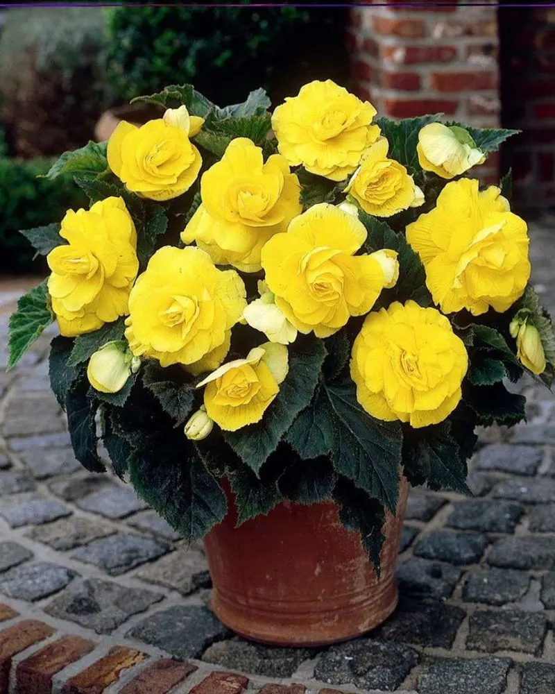 Begonia