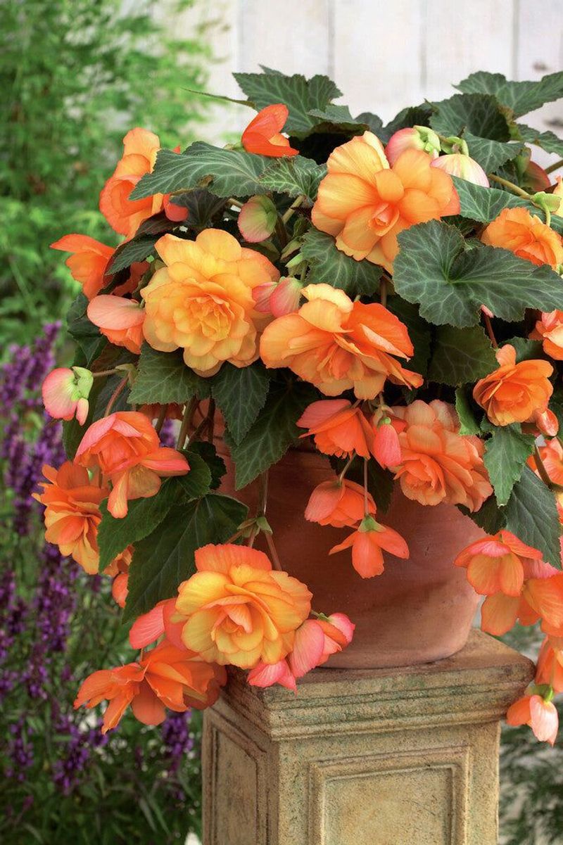 Begonia