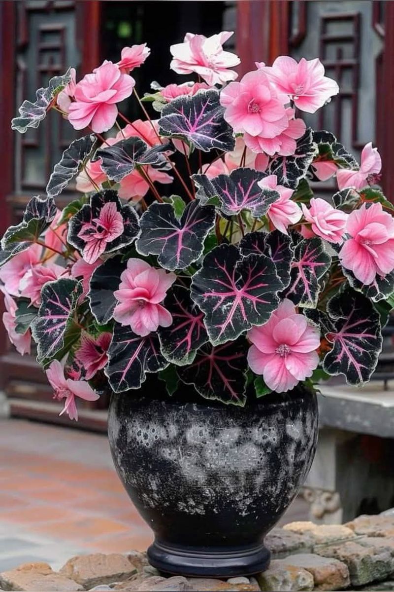 Begonia