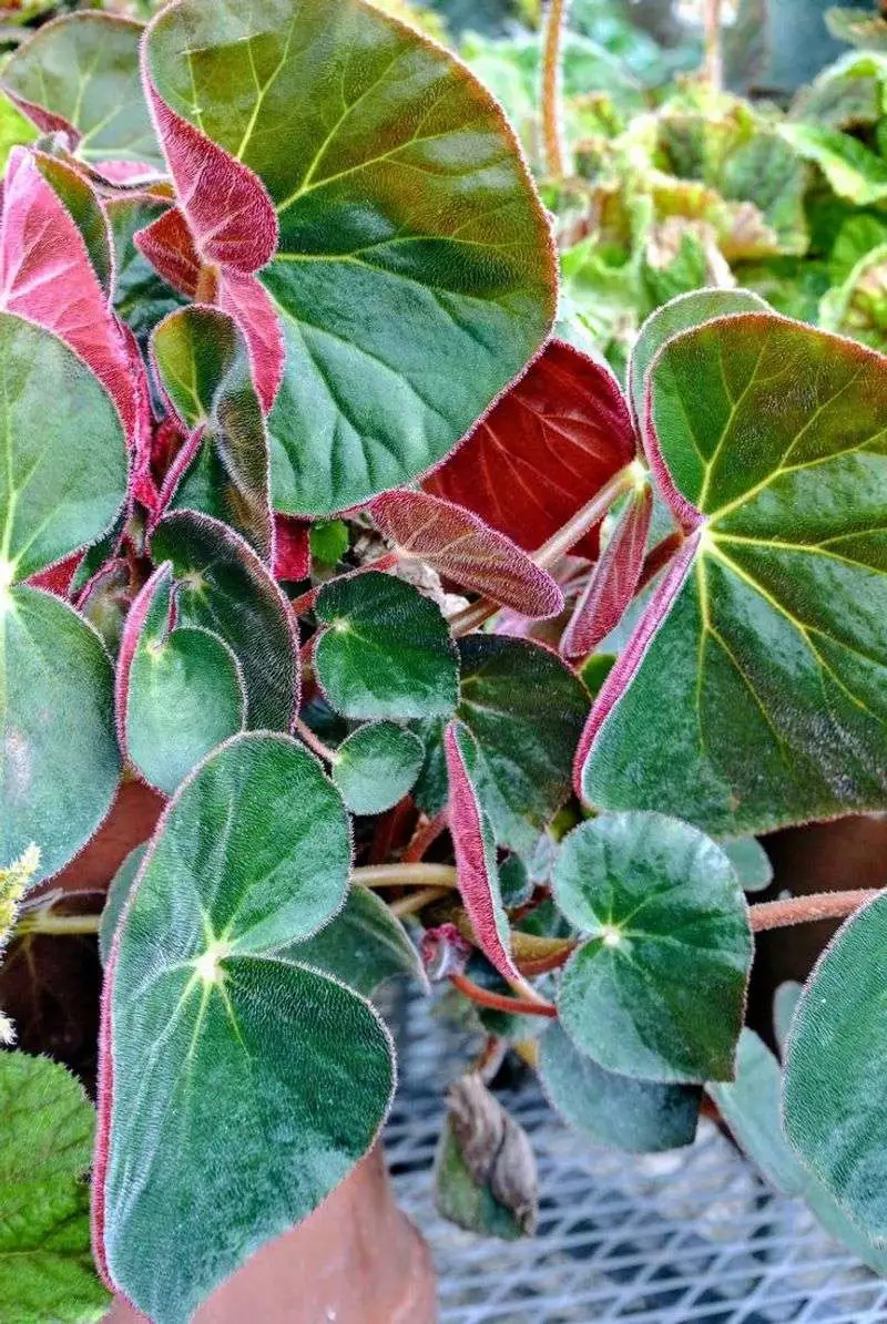 Begonia