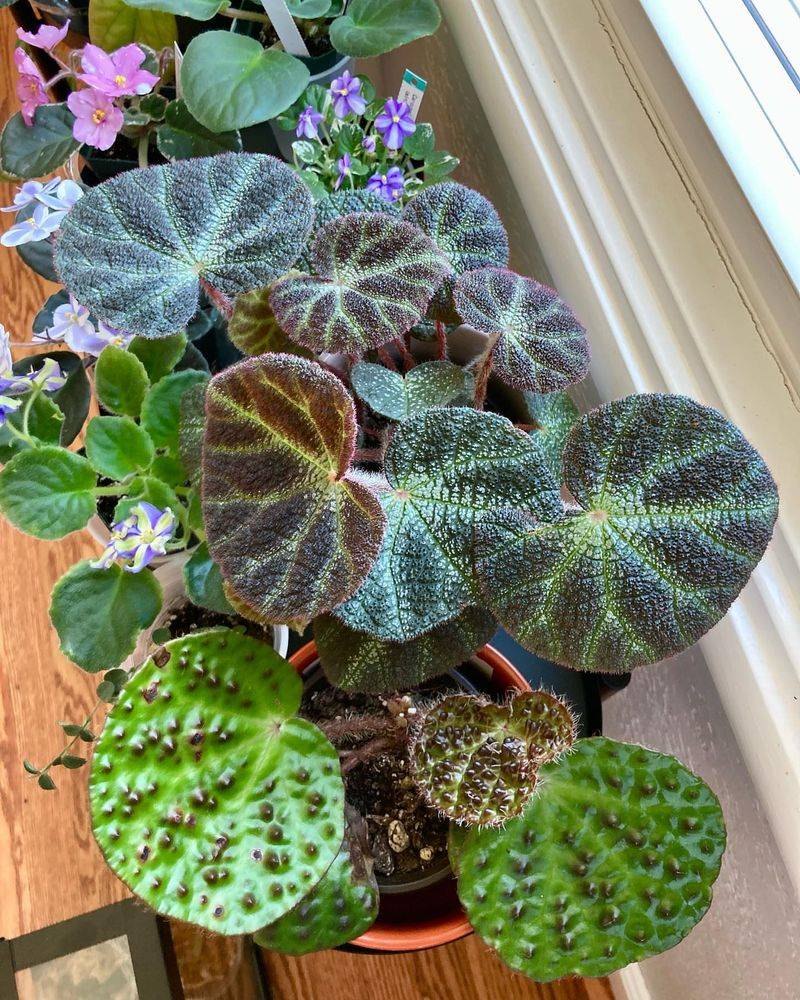 Begonia
