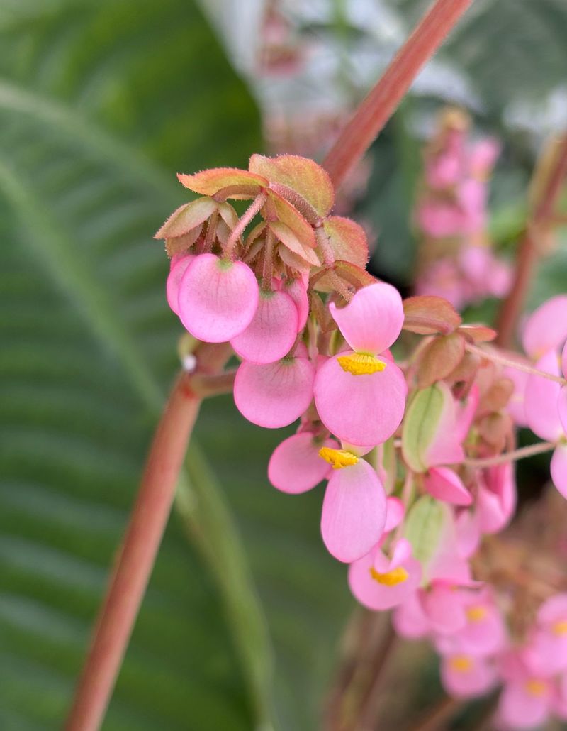 Begonia