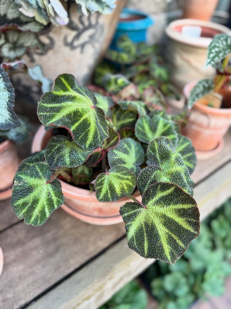 Begonia