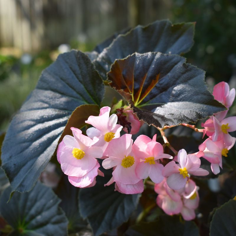 Begonia