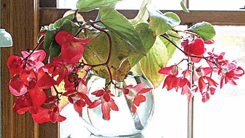 Begonia
