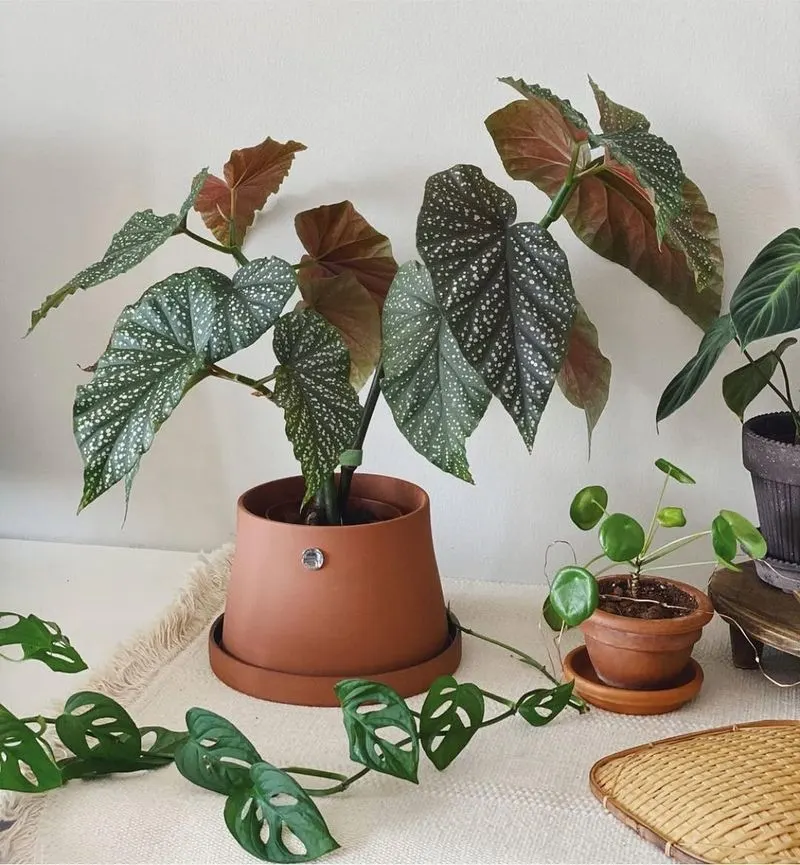 Begonia