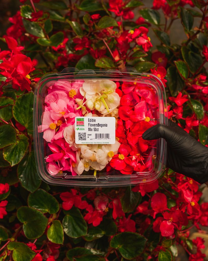 Begonia