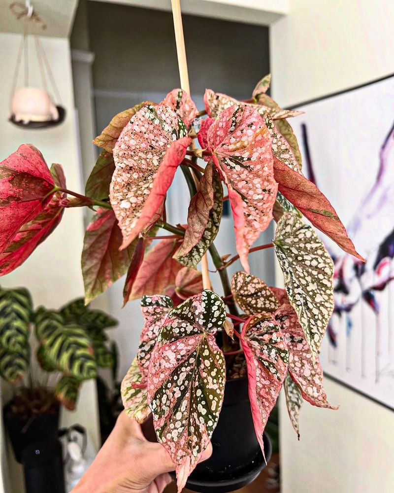 Begonia
