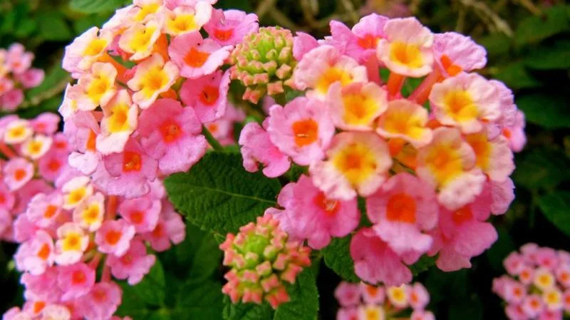 Lantana