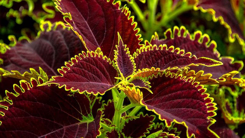 Coleus