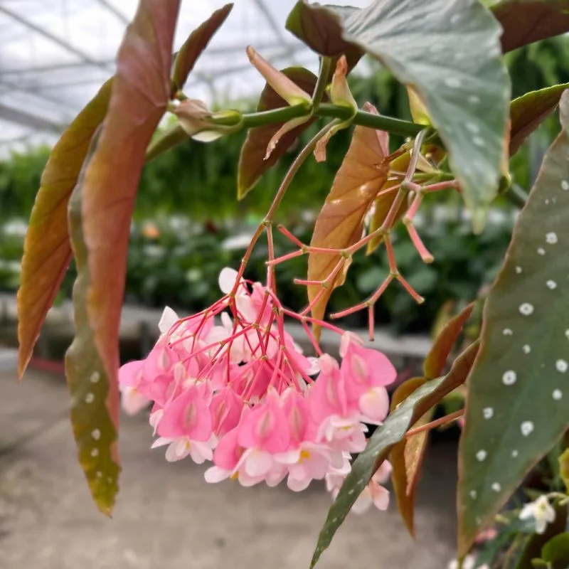 Begonia