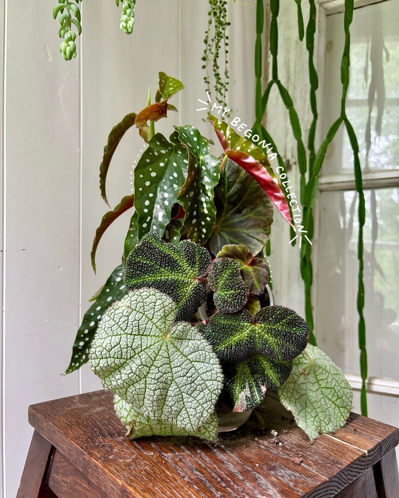 Begonia