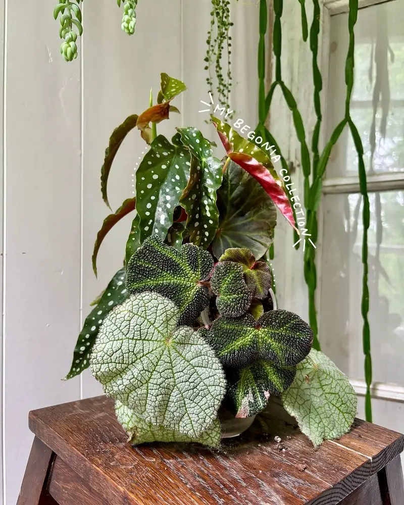 Begonia
