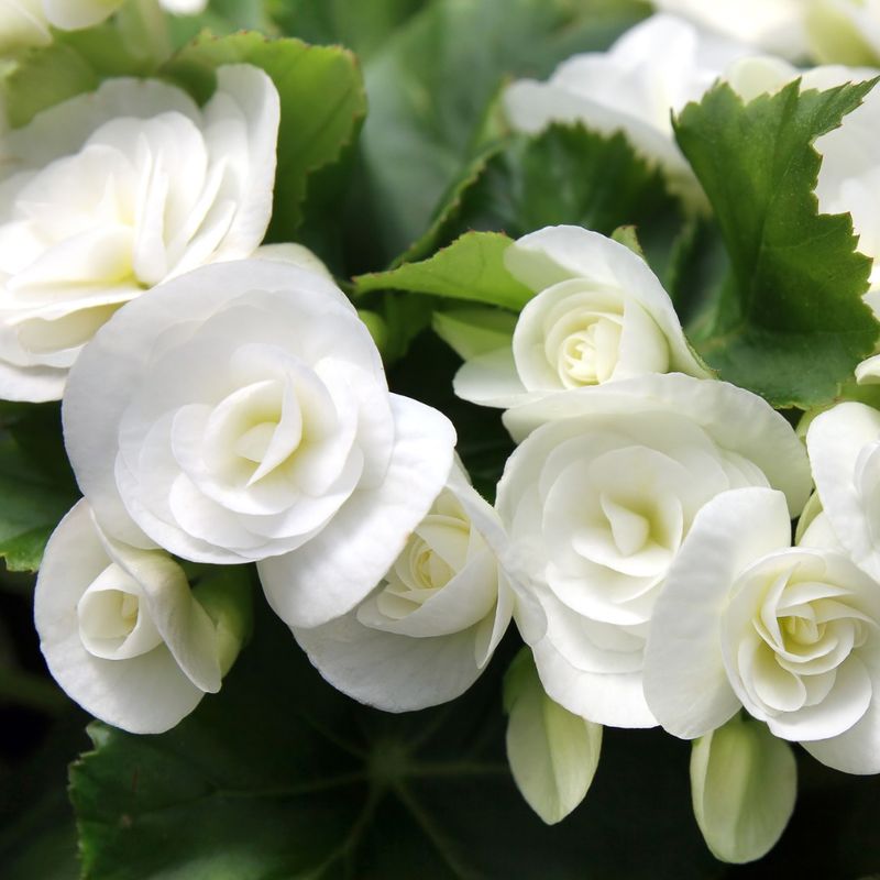 Begonia