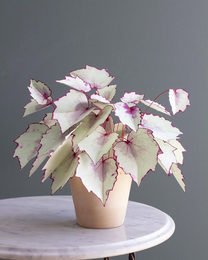 Begonia Bliss