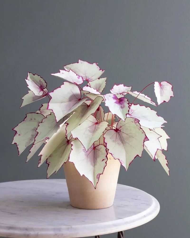 Begonia Bliss