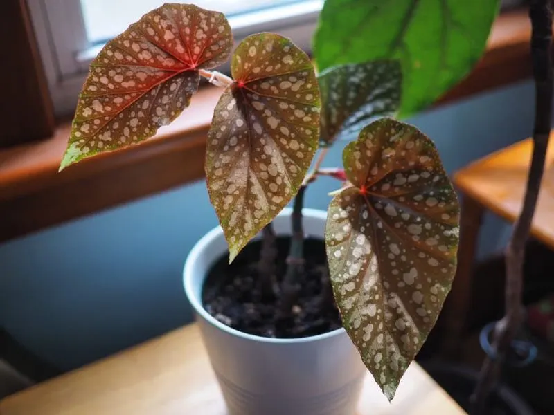 Begonia (Garden Struggle)