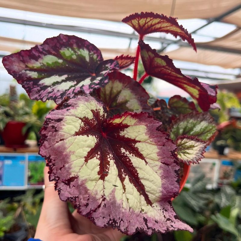Begonia Rex