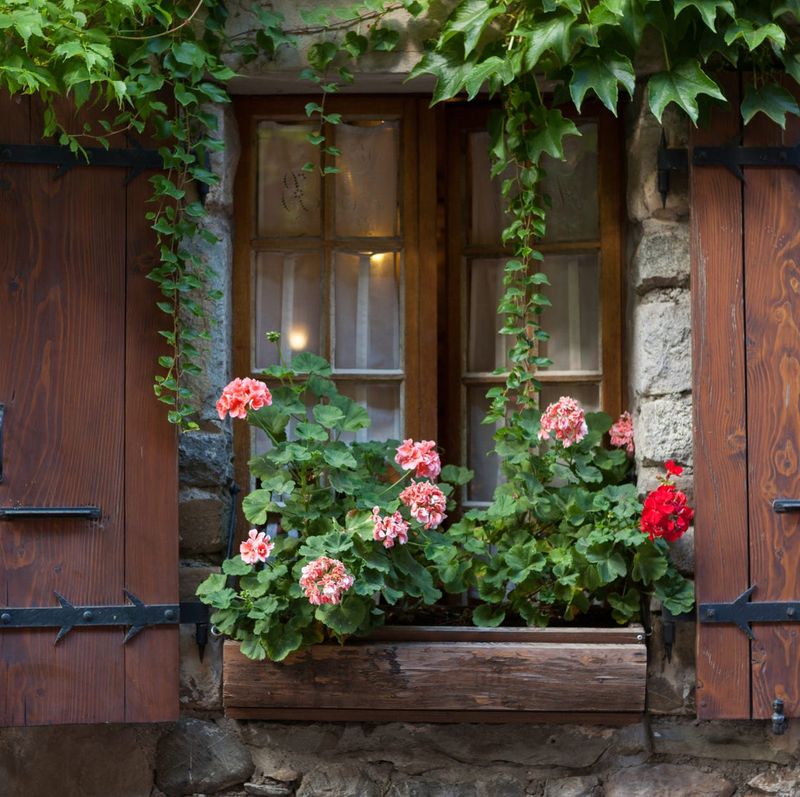 Geranium