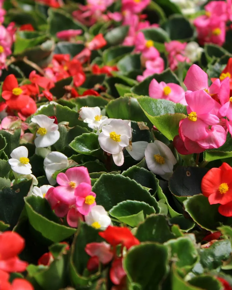 Begonias