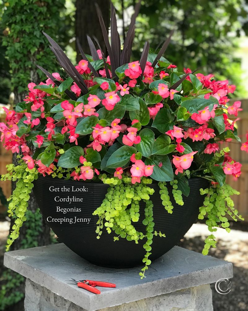 Begonias