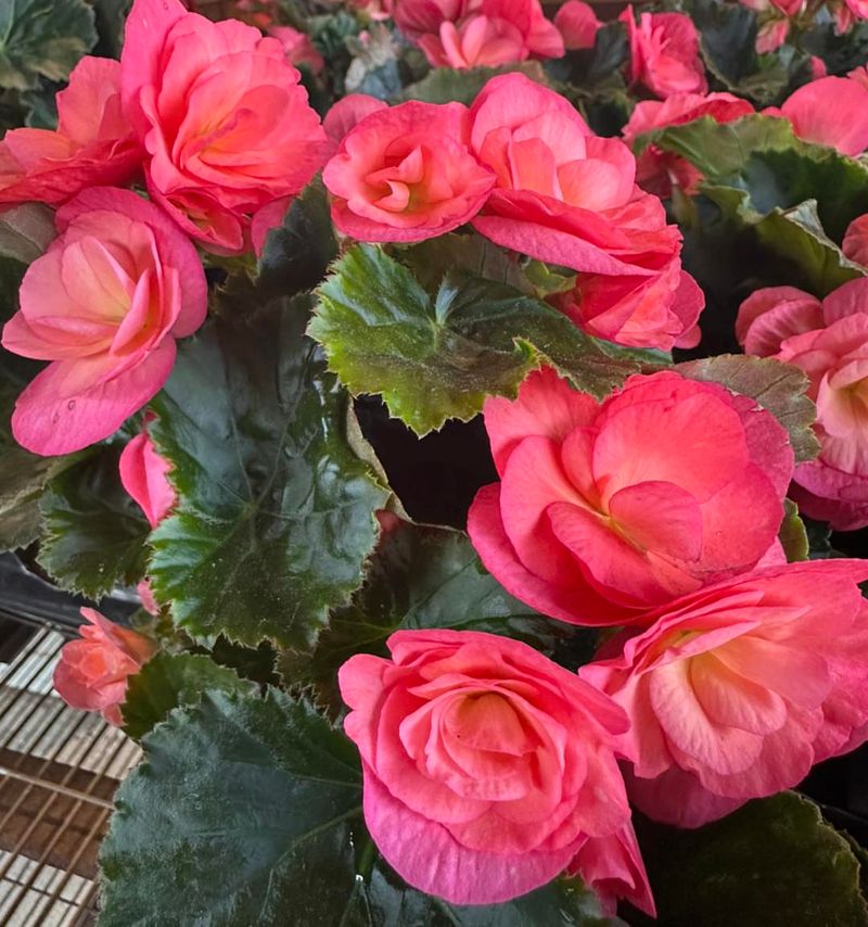 Begonias