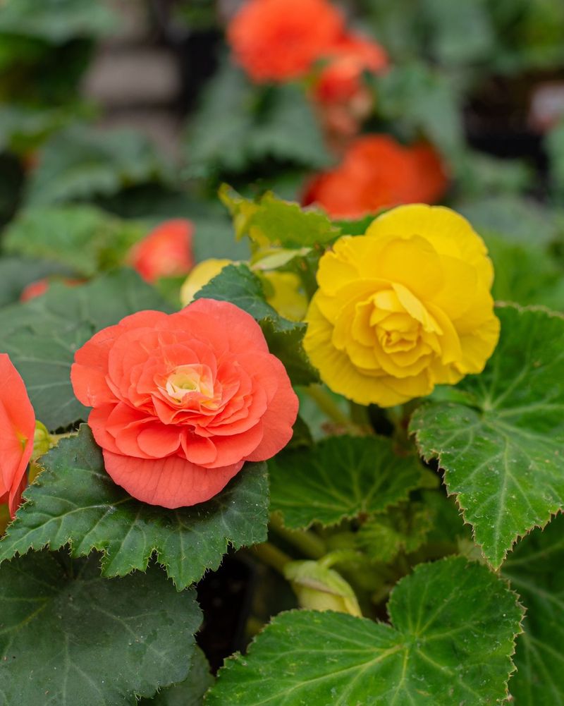 Begonias