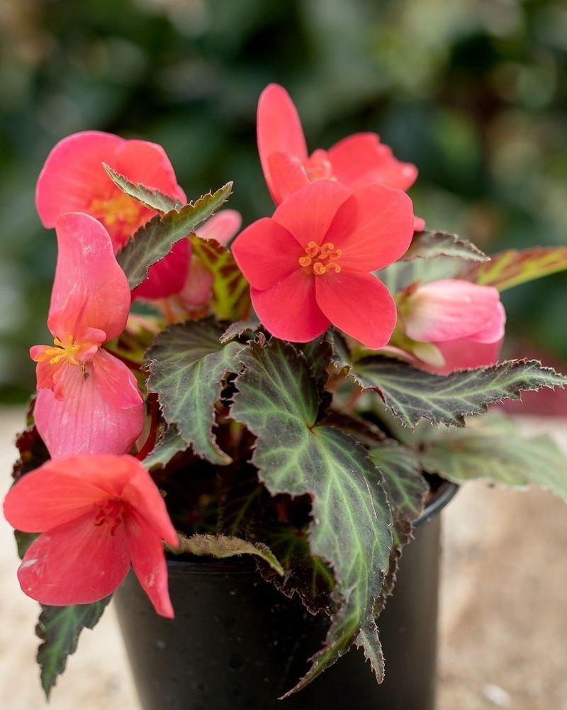 Begonias