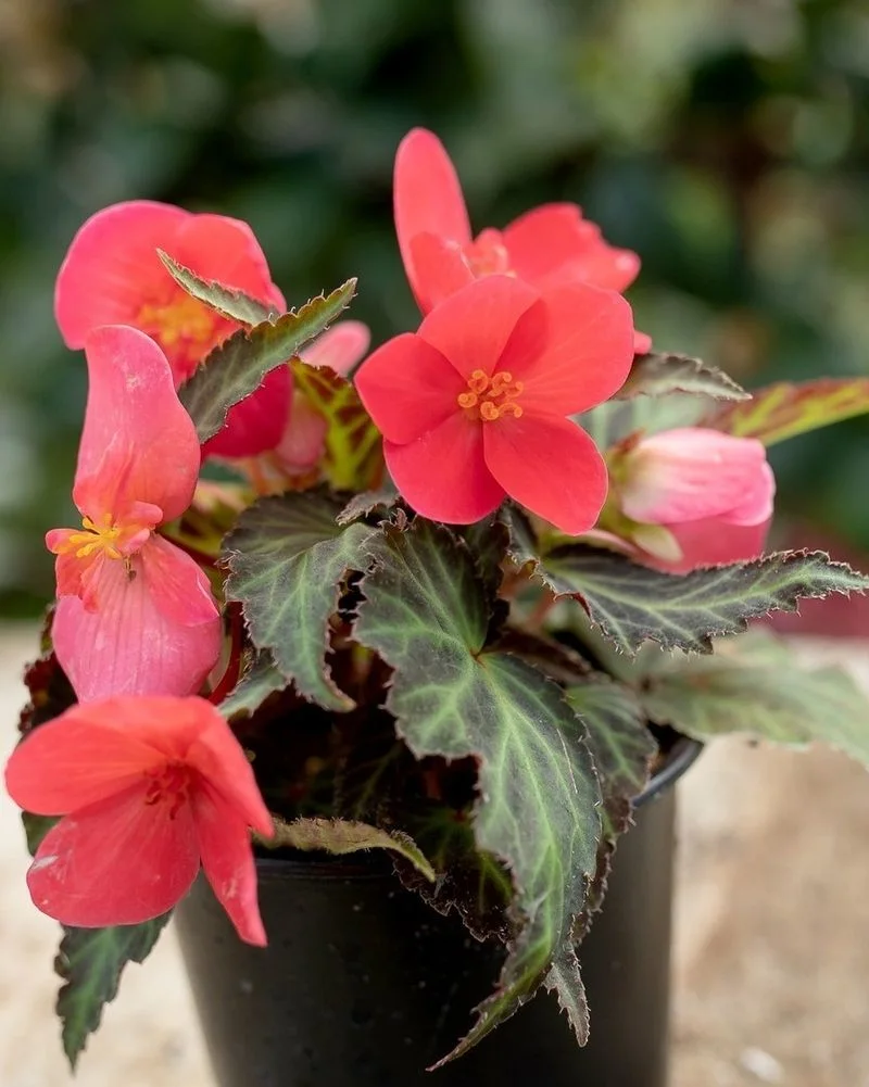 Begonias