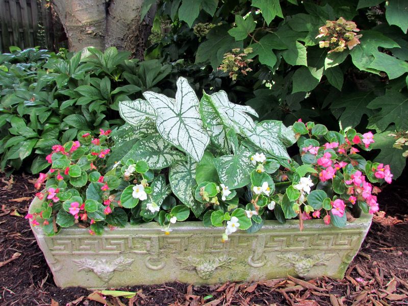 Begonias and Caladiums