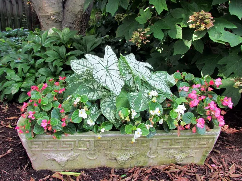 Begonias and Caladiums
