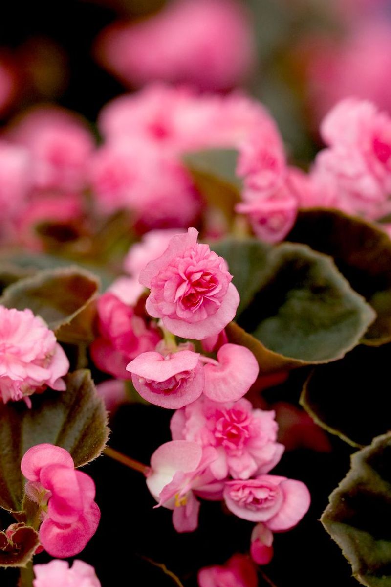 Begonias