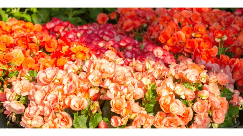 Begonias