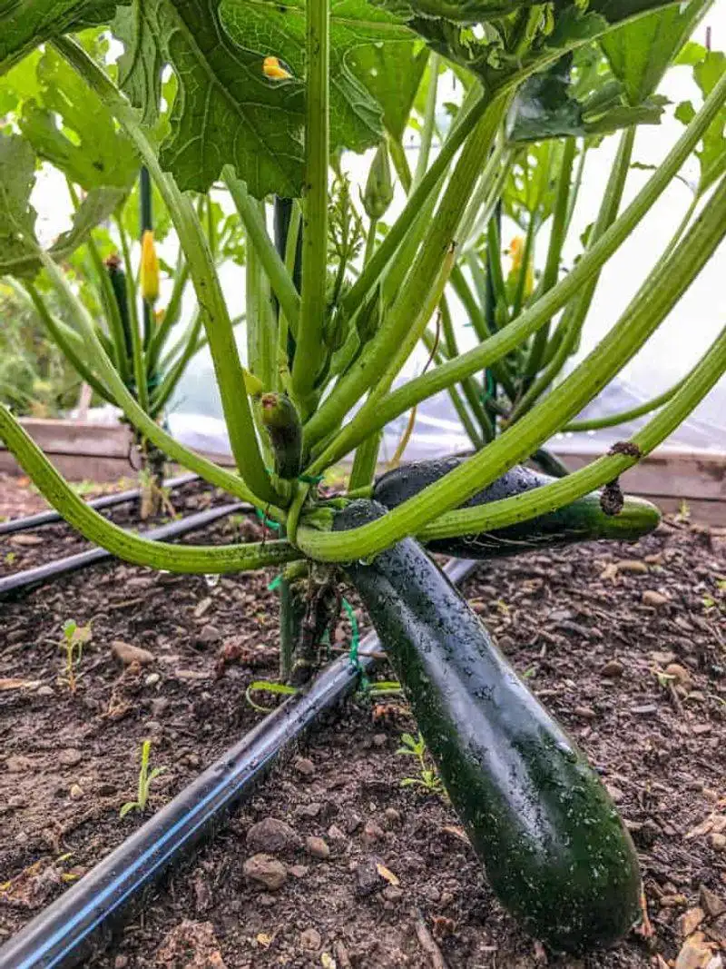Zucchini