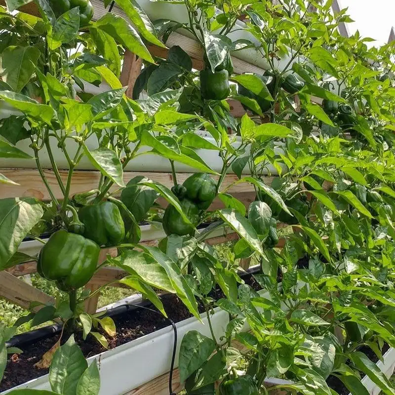 Bell Peppers