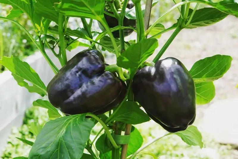Bell Peppers