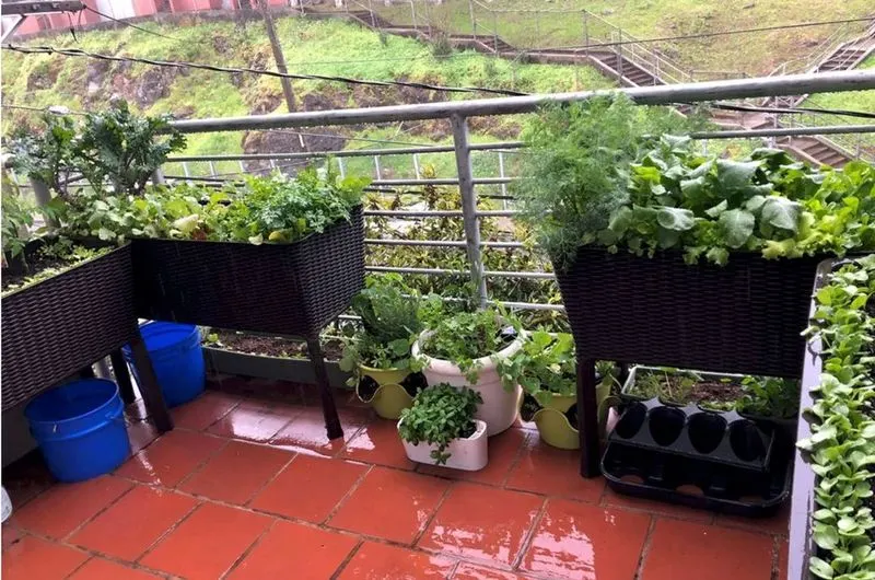 Spinach