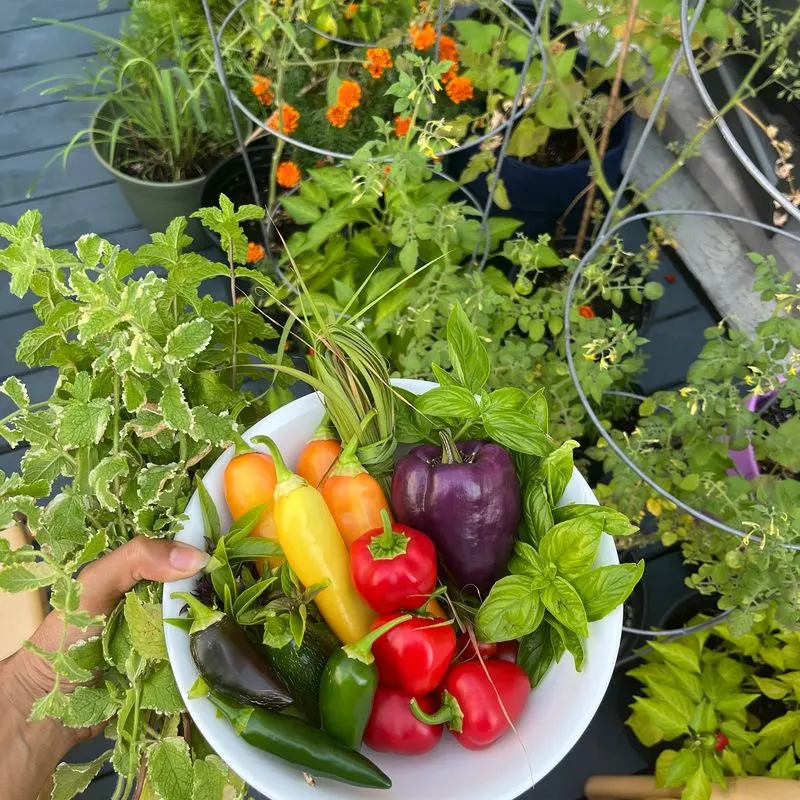 Bell Peppers
