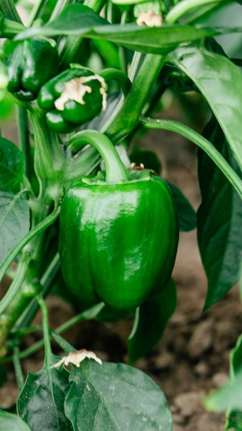 Bell Peppers