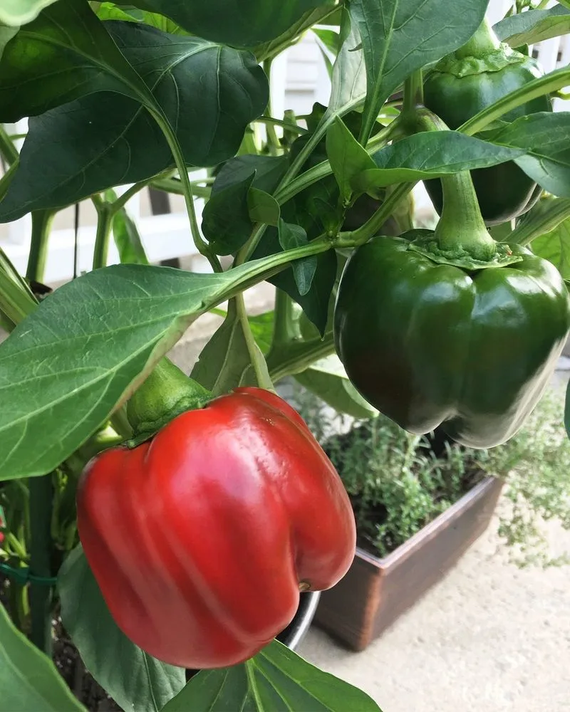 Bell Peppers