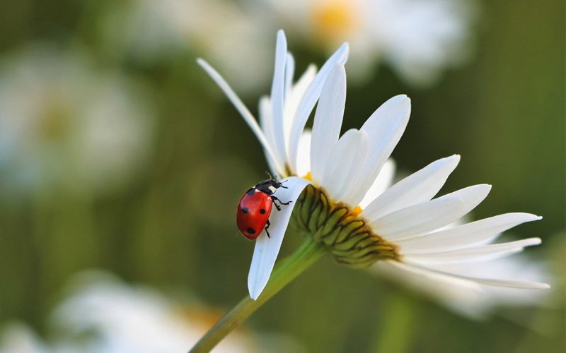 Beneficial Insects: Nature’s Ally