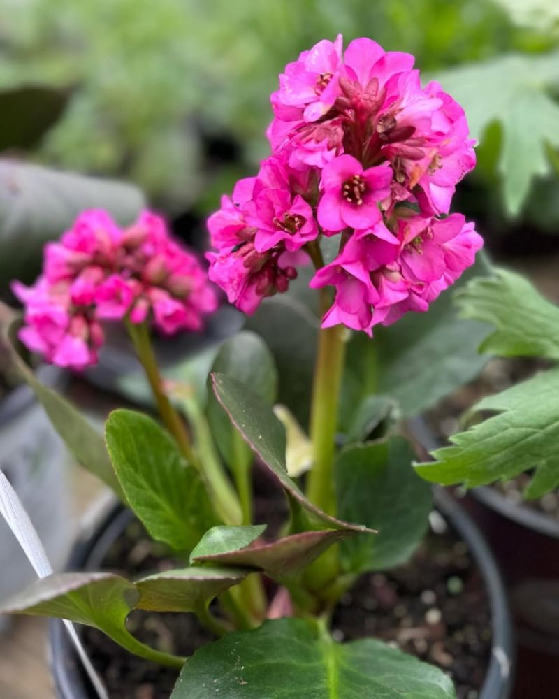 Bergenia