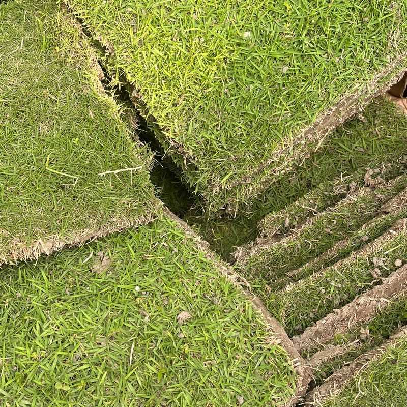 Bermuda Grass