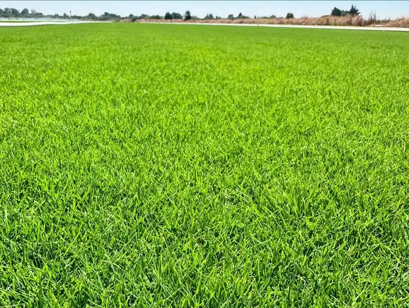 Bermudagrass