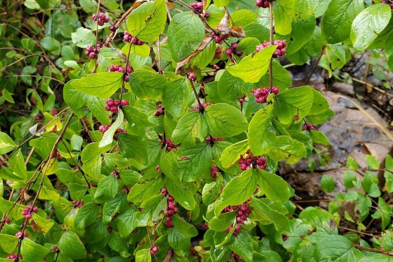 Berry Leaves