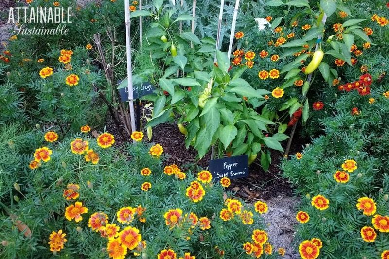Better Way 2: Companion Planting
