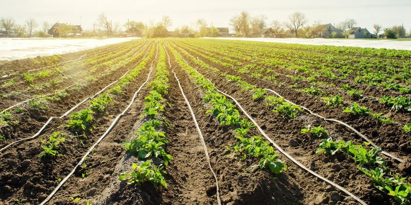 Better Way 3: Drip Irrigation Efficiency